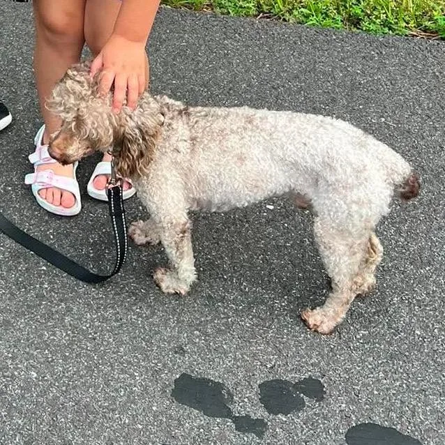 Elliott