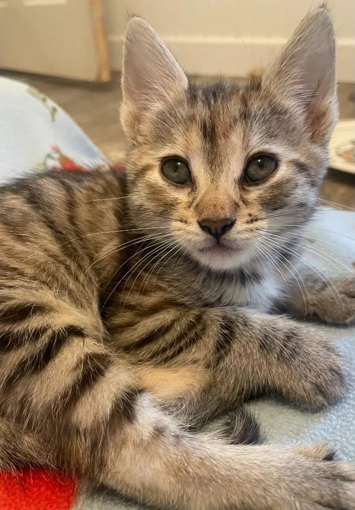 A baby small-sized female Domestic Short Hair cat named Bandit for adoption in Thousand Oaks, CA