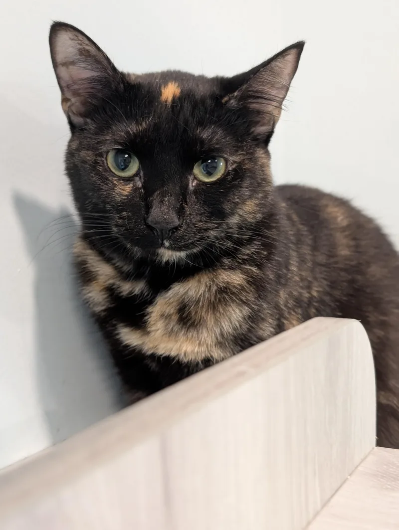 Zora Neal Hurston thumbnail 2