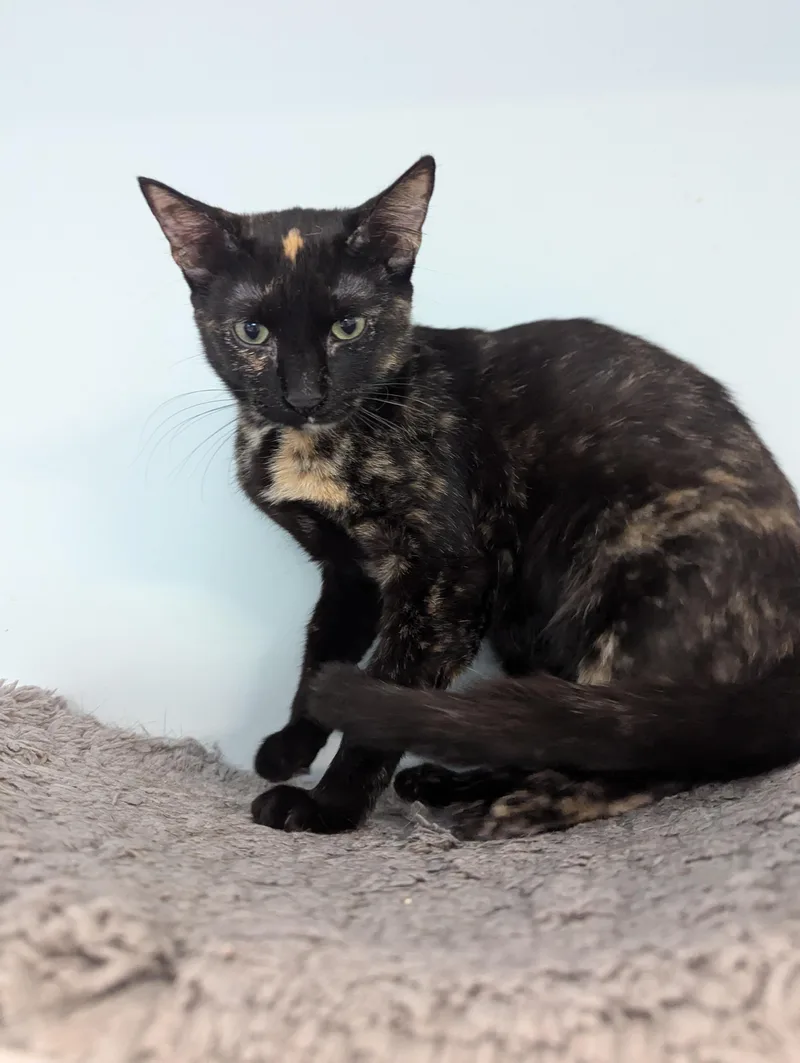 Zora Neal Hurston thumbnail 3