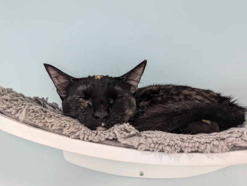 Zora Neal Hurston thumbnail 5