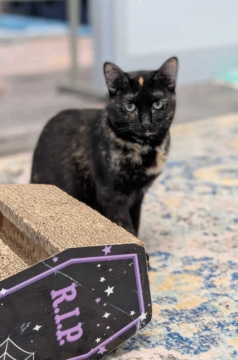 Zora Neal Hurston thumbnail 6