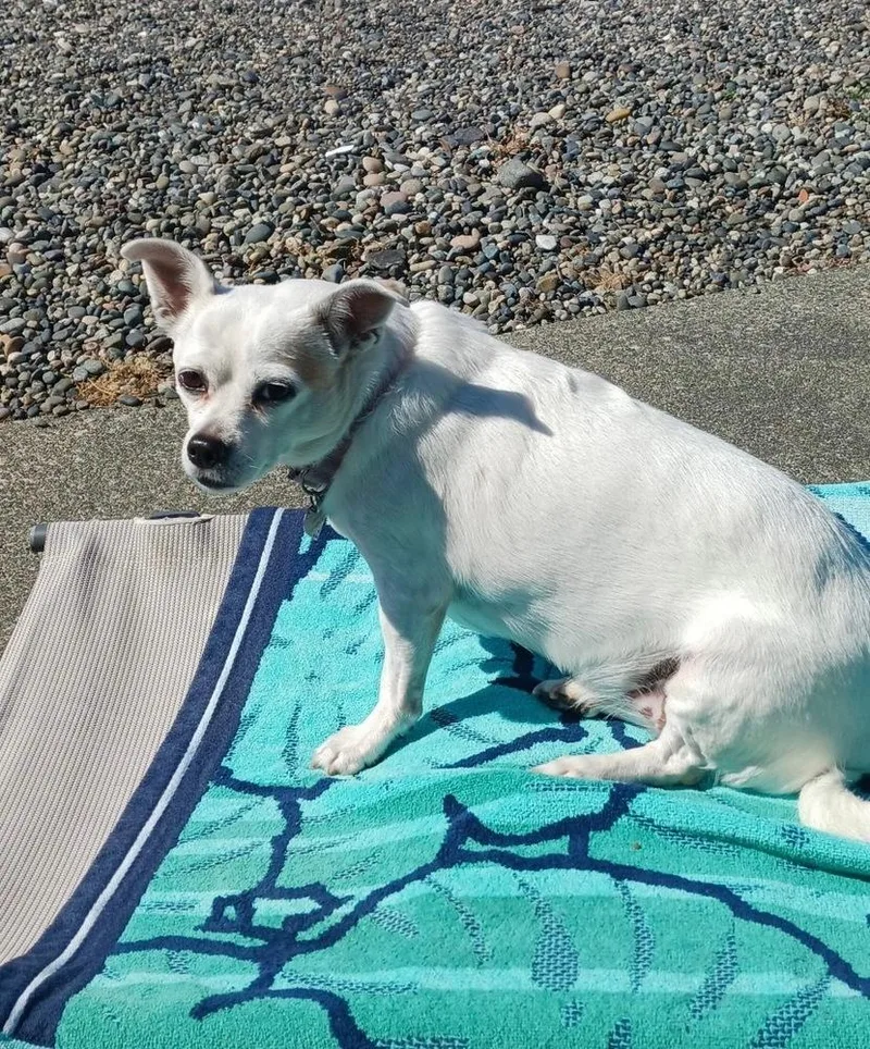 A senior small-sized female Chihuahua dog named Gidget aka Coconut for adoption in Bellingham, WA