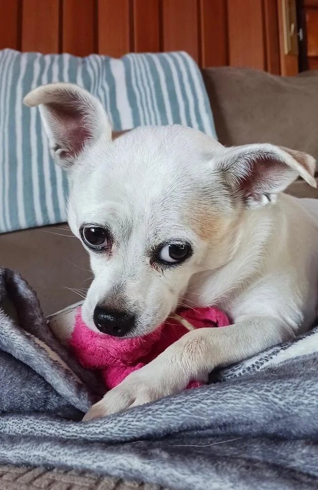 Gidget aka Coconut thumbnail 2