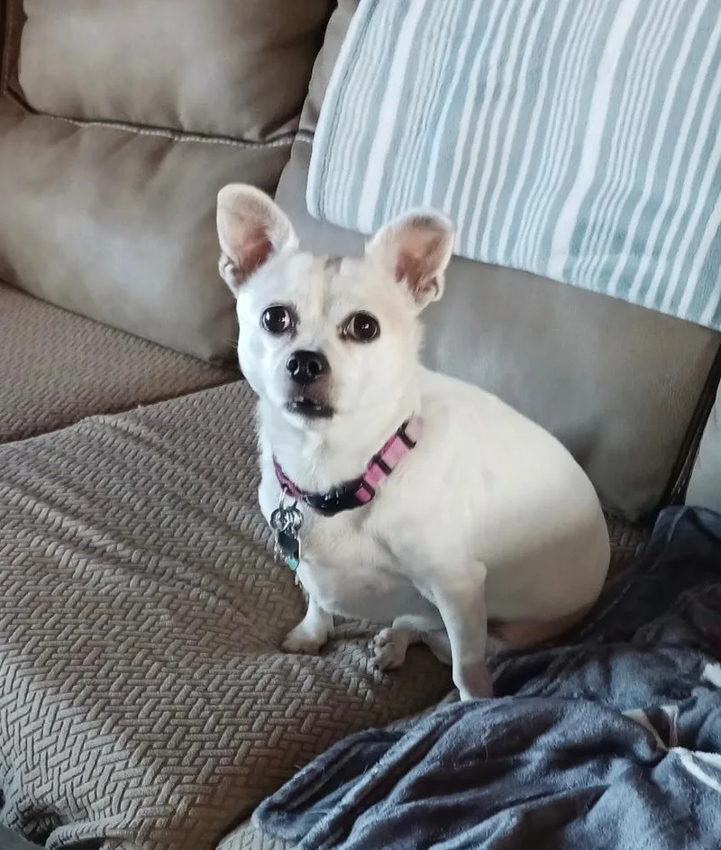 Gidget aka Coconut thumbnail 3