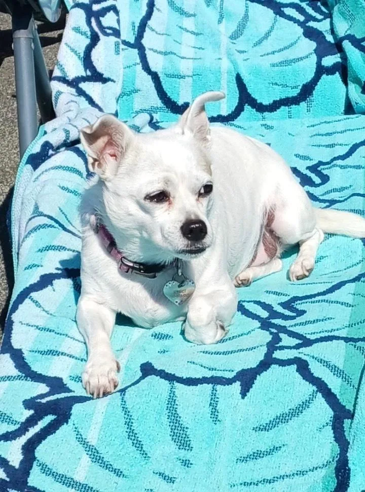 Gidget aka Coconut thumbnail 4
