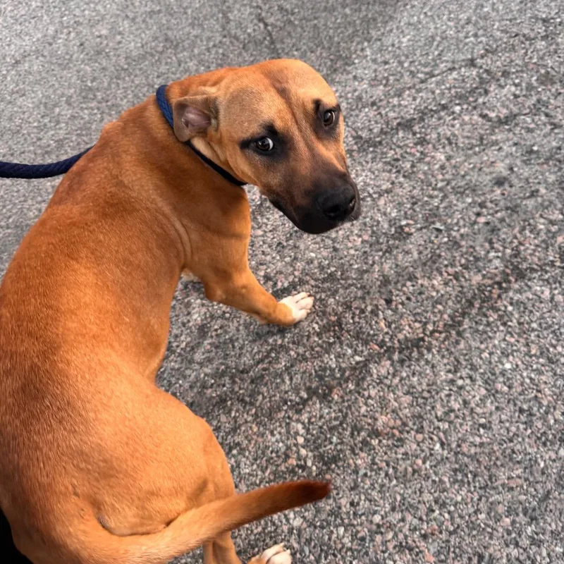 A young medium-sized male Brown / Chocolate Mixed Breed dog named Jamil for adoption in Philadelphia, PA