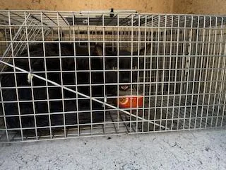 An adult medium-sized male Domestic Short Hair cat named Black Ice for adoption in Louisville, KY