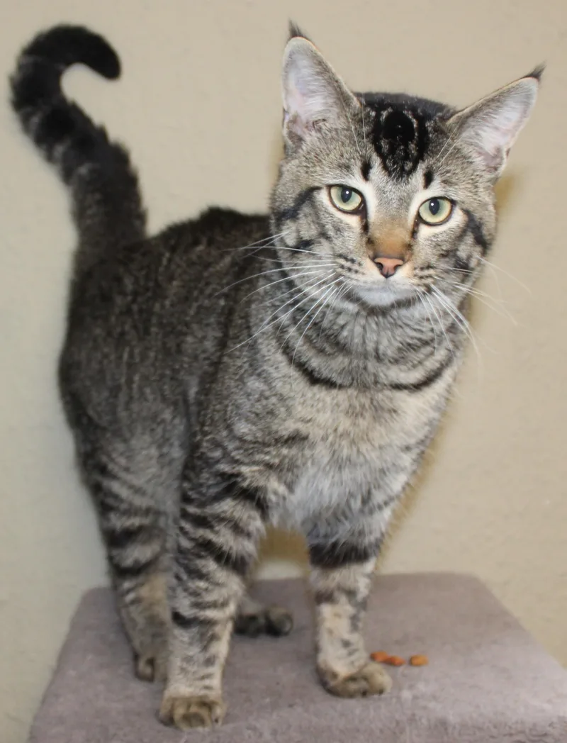 An adult medium-sized male Brown / Chocolate Domestic Short Hair cat named Bobcat for adoption in Huron, SD