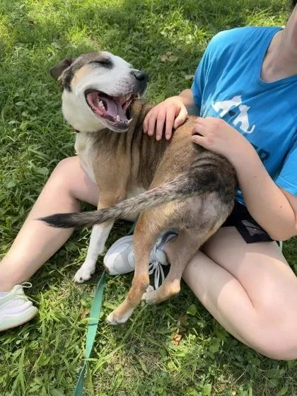 An adult large-sized female Mixed Breed dog named Bombay for adoption in Kansas City, MO