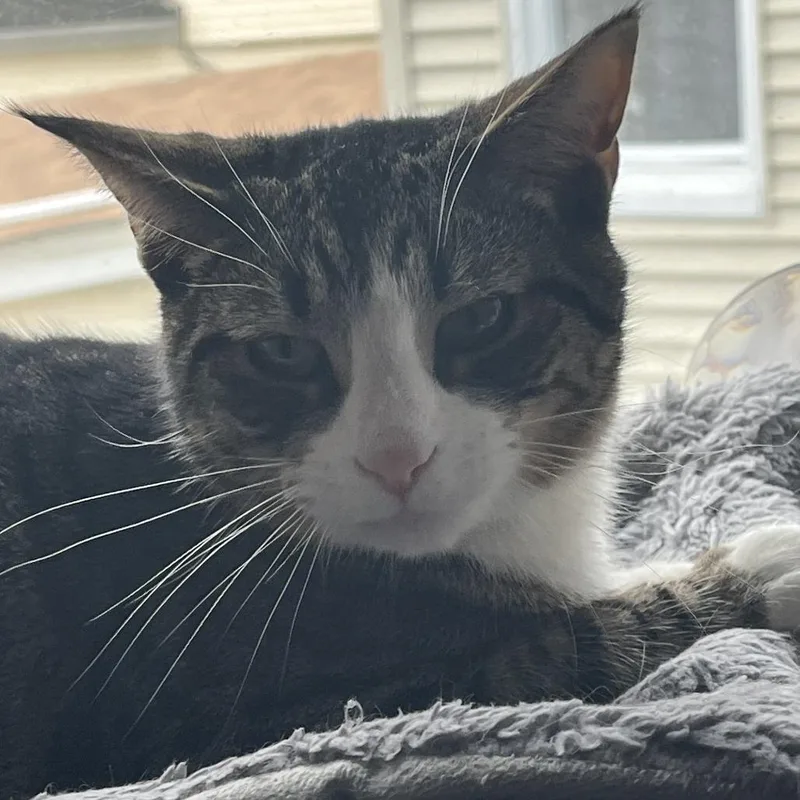 Mischief thumbnail 2