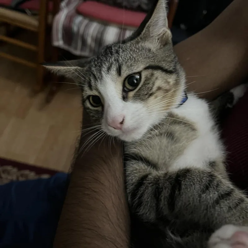 Mischief thumbnail 3