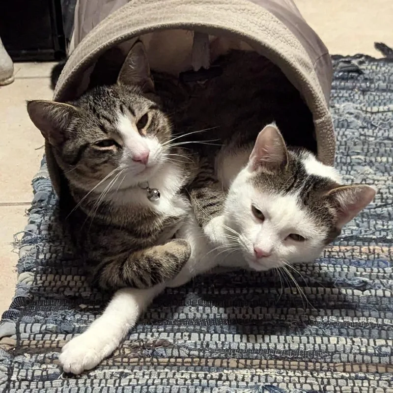 Mischief thumbnail 4