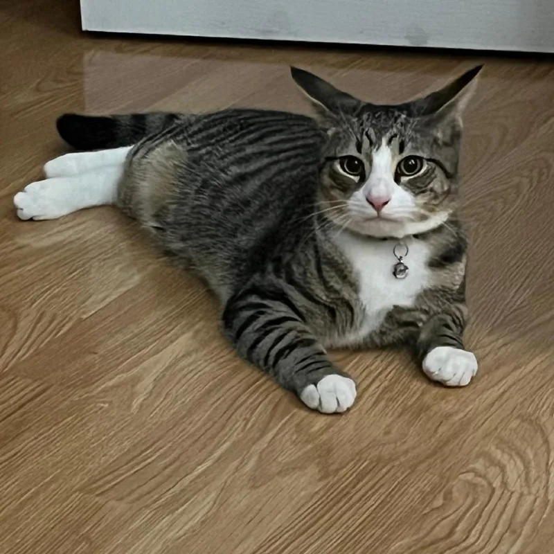 Mischief thumbnail 5