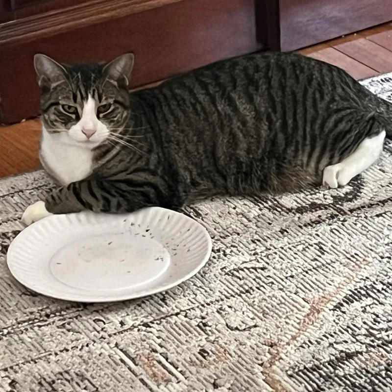 Mischief thumbnail 6