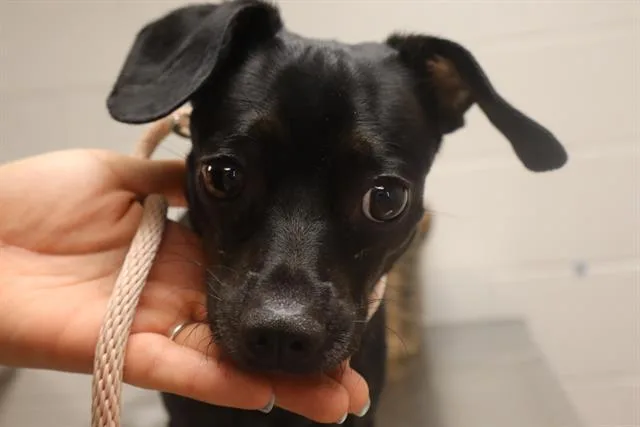 An adult small-sized female Mixed Breed dog named Fifi for adoption in Columbia, SC