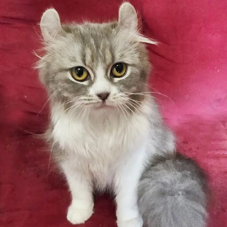 A young small-sized female Gray & White American Curl cat named Audie for adoption in Bentonville, AR