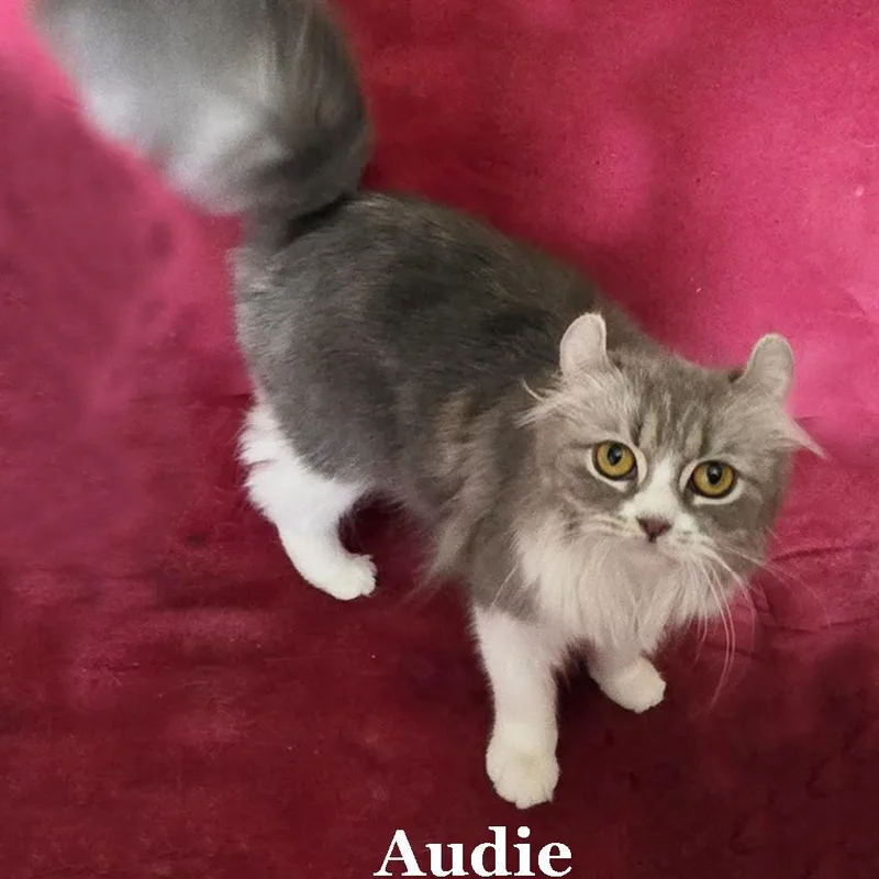 Audie thumbnail 2