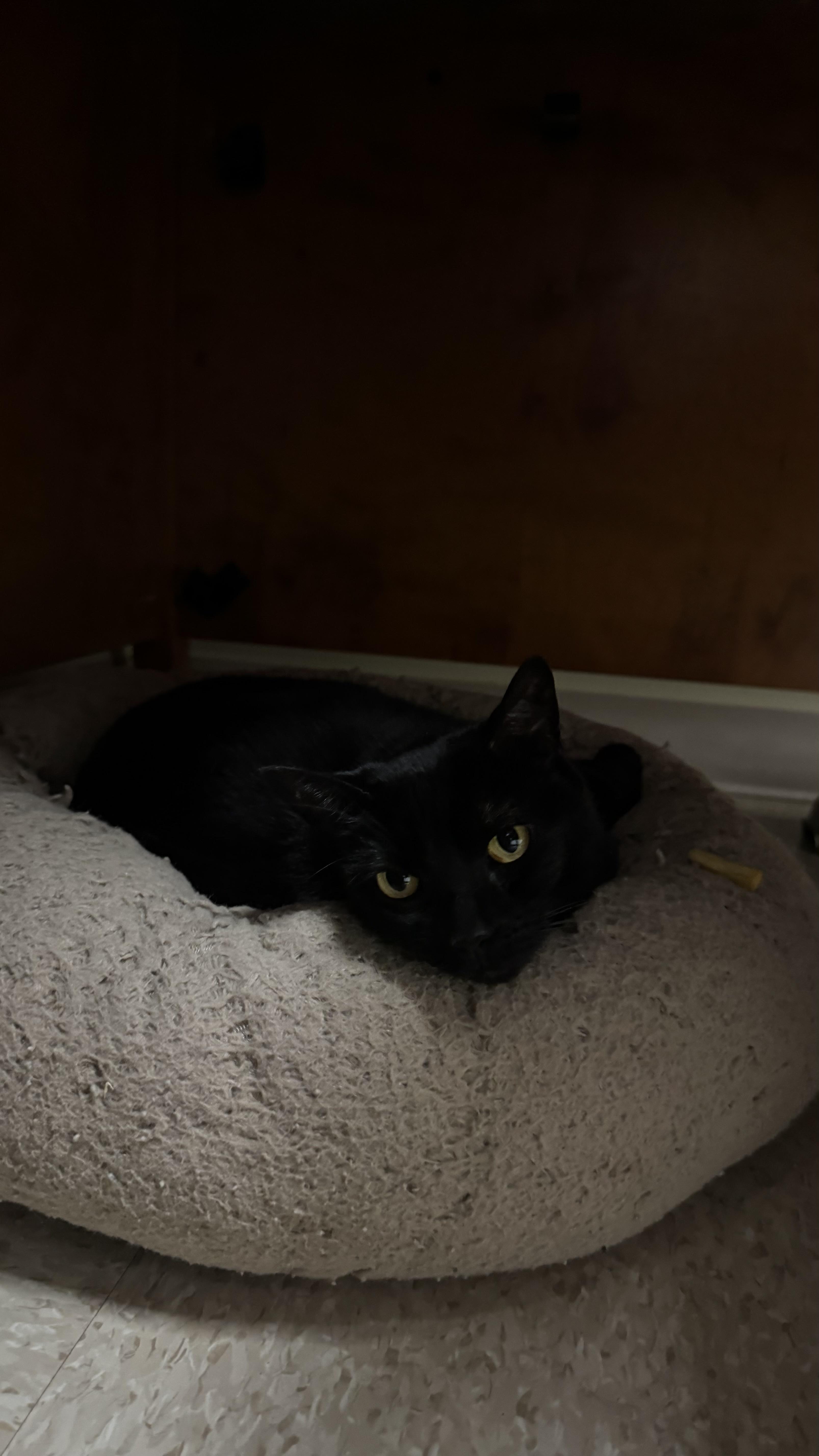 A senior medium-sized female Domestic Short Hair cat named Luna for adoption in Fall River, MA