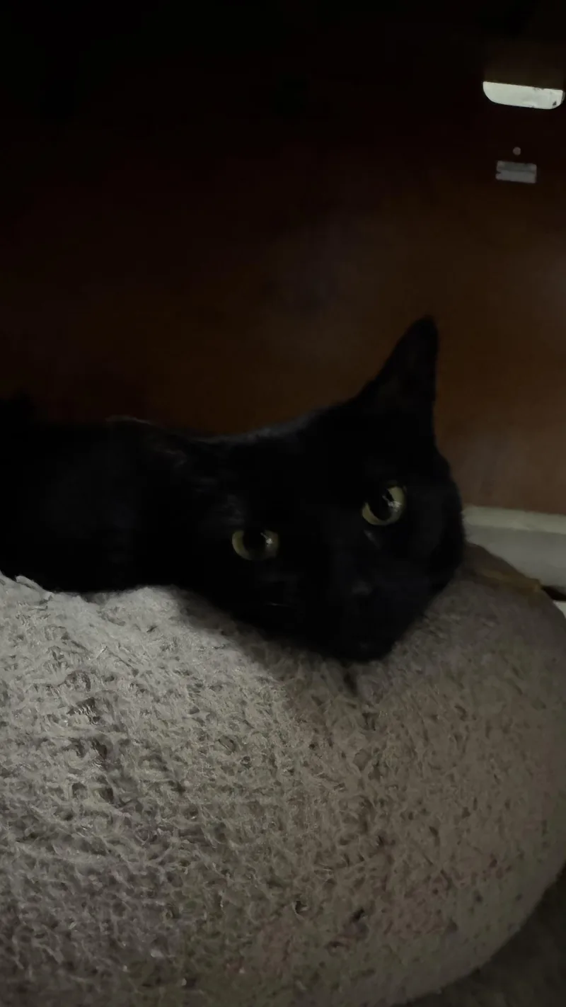 Luna thumbnail 3