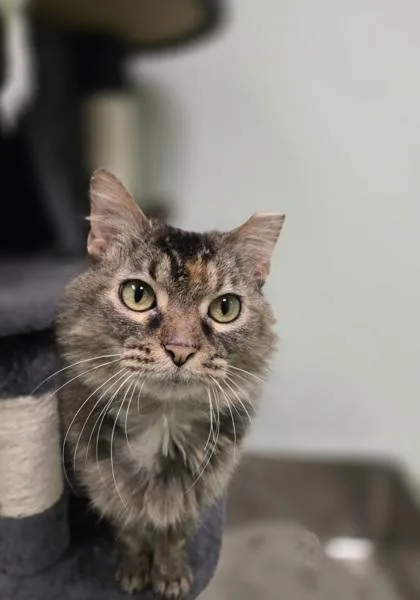 An adult medium-sized female Domestic Medium Hair cat named Lucille Bald for adoption in Batavia, OH
