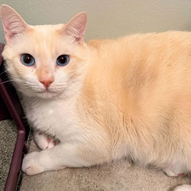 A young medium-sized male Flame Point Siamese cat named Olaf for adoption in Fairborn, OH