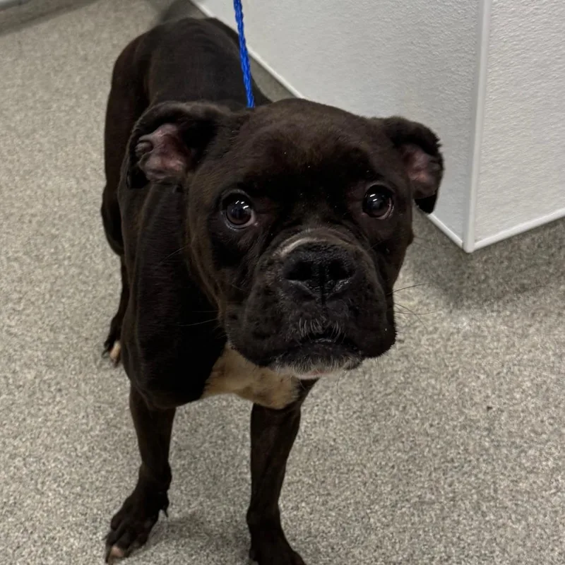 An adult medium-sized female Black Boxer dog named Daffodil for adoption in Matteson, IL