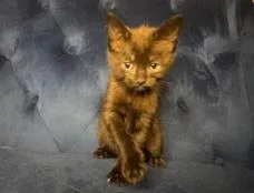 A baby small-sized male Domestic Short Hair cat named Mocha for adoption in Charlotte, NC