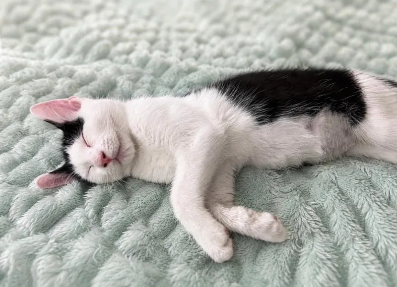 A young medium-sized male Black & White / Tuxedo Domestic Short Hair cat named Jumbo for adoption in Jacksonville, FL