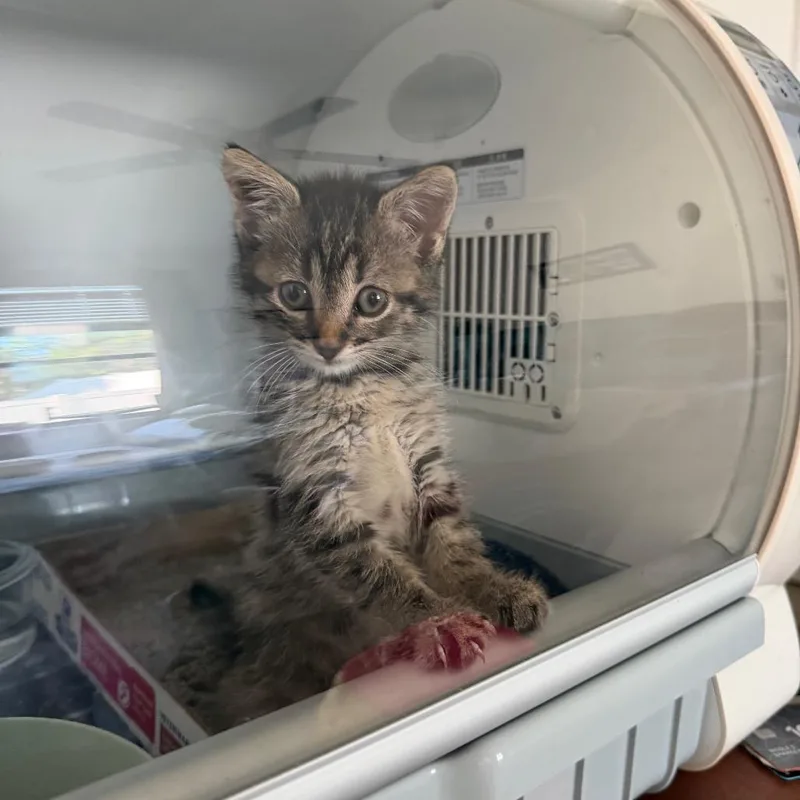 A baby small-sized female Brown / Chocolate Domestic Short Hair cat named Nezuko for adoption in Port Richey, FL
