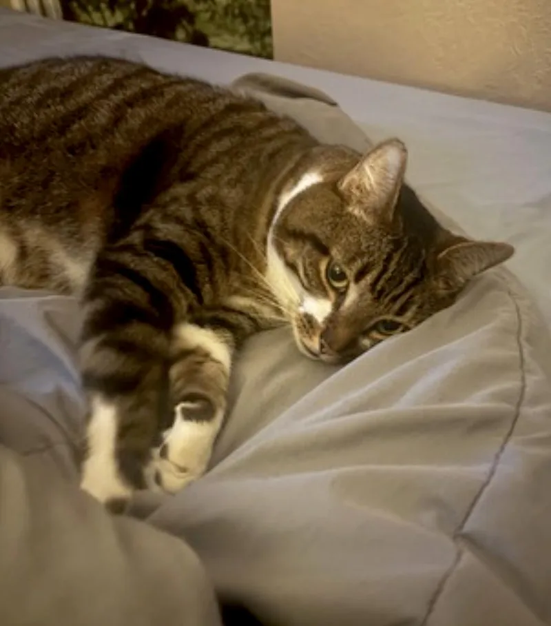 An adult large-sized male Tabby (Brown / Chocolate) Domestic Short Hair cat named Tito for adoption in Amherst, MA