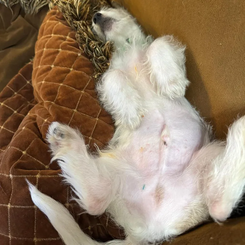 A baby small-sized male White / Cream Maltese dog named Paedon for adoption in Staten Island, NY