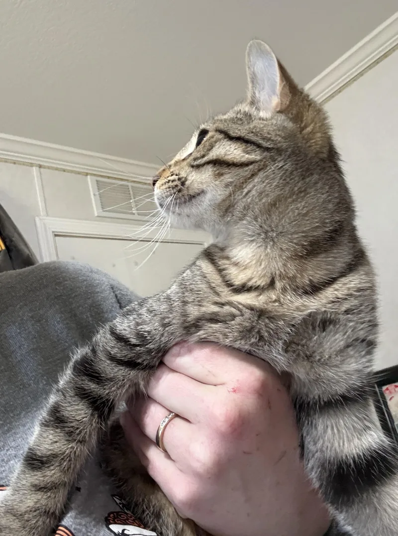 An adult medium-sized female Tabby (Brown / Chocolate) Domestic Short Hair cat named Ambrosia =^.^= for adoption in Jacksonville, FL