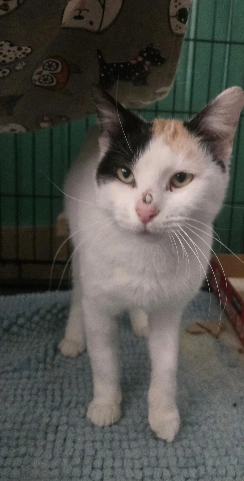 A young medium-sized female Calico cat named Clawdette for adoption in Reeseville, WI