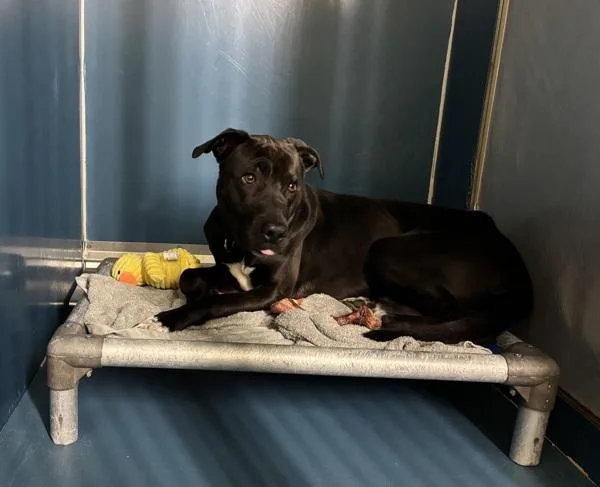 An adult medium-sized male Mixed Breed dog named Sirius for adoption in New York, NY
