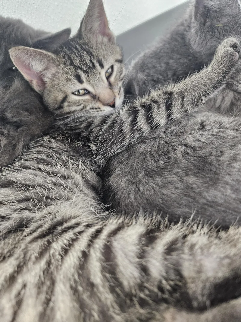 A baby small-sized male Tabby (Brown / Chocolate) Domestic Short Hair cat named Monty for adoption in Kalamazoo, MI