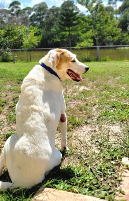 A senior extra large-sized male Mixed Breed dog named Woody for adoption in Vero Beach, FL