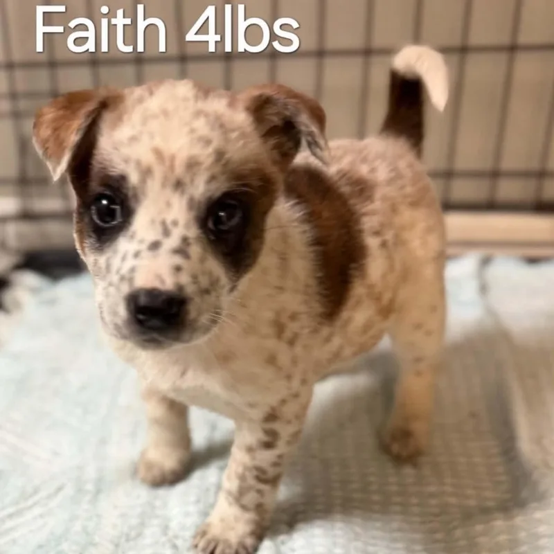 Faith