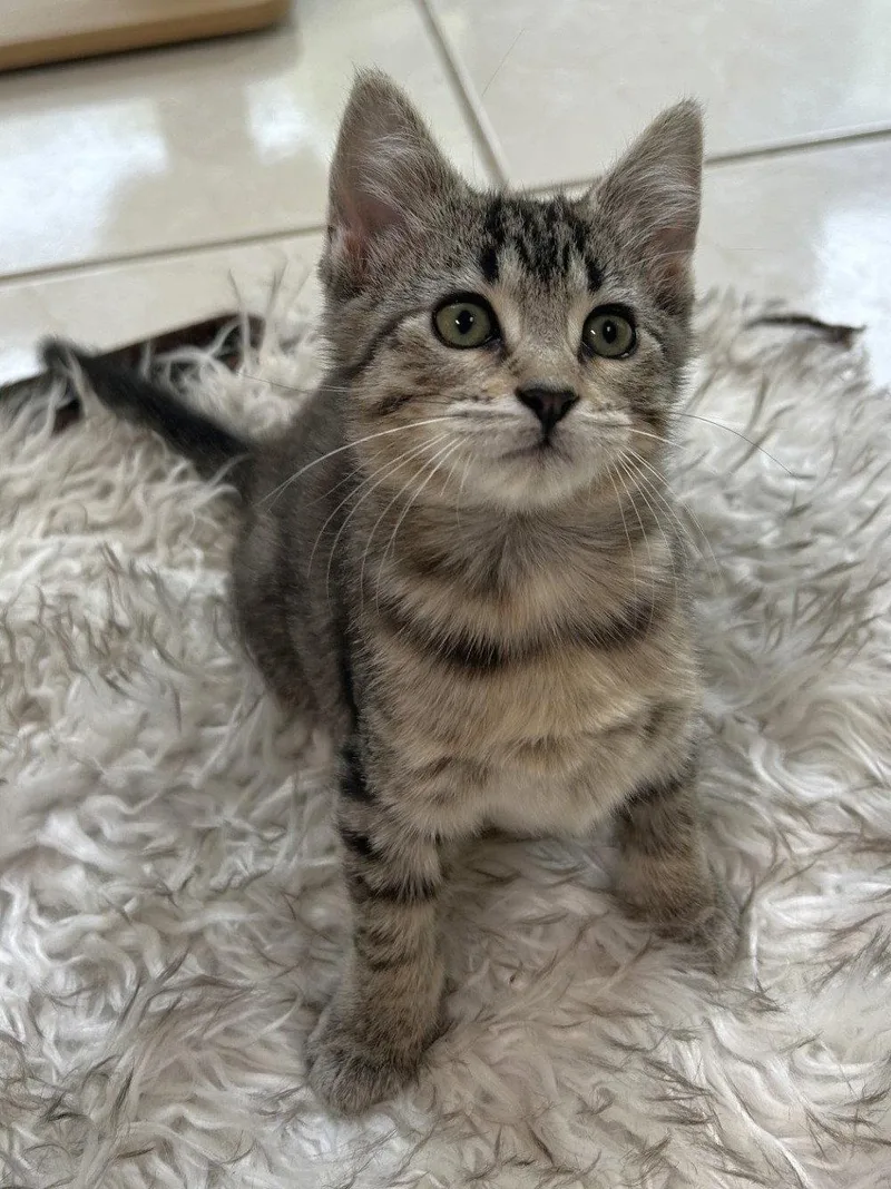 A baby medium-sized female Domestic Short Hair cat named Robin for adoption in Shawnee, KS