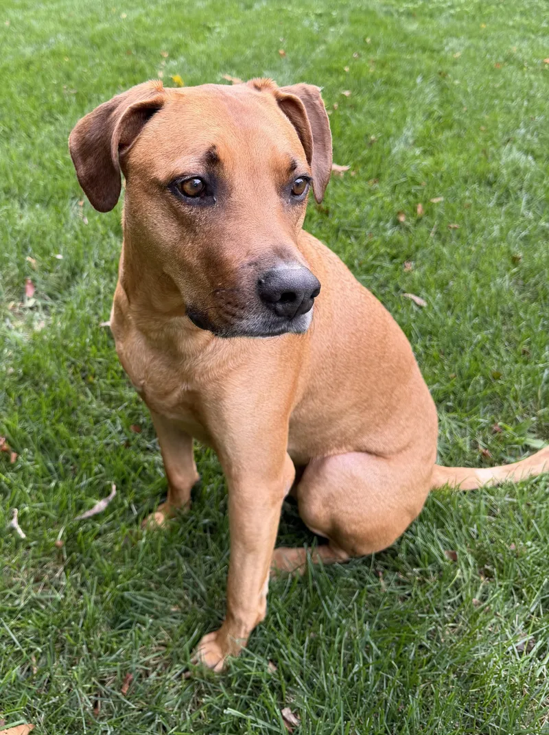 An adult large-sized male Yellow / Tan / Blond / Fawn Plott Hound dog named Kobe for adoption in Waldorf, MD