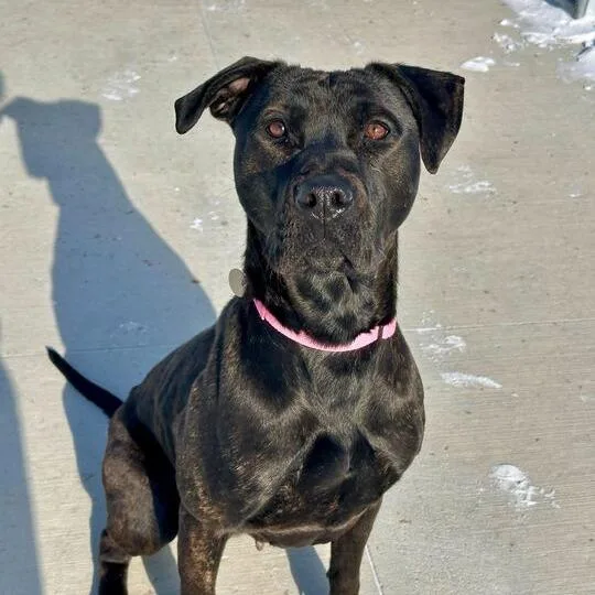 An adult large-sized female Black Pit Bull Terrier dog named Maudi for adoption in Matteson, IL