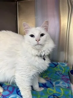 A senior medium-sized male Domestic Long Hair cat named Mr. Peacock for adoption in Brookings, SD