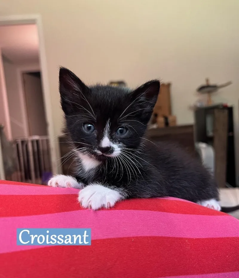 A baby medium-sized male Domestic Short Hair cat named Croissant for adoption in Hoover , AL