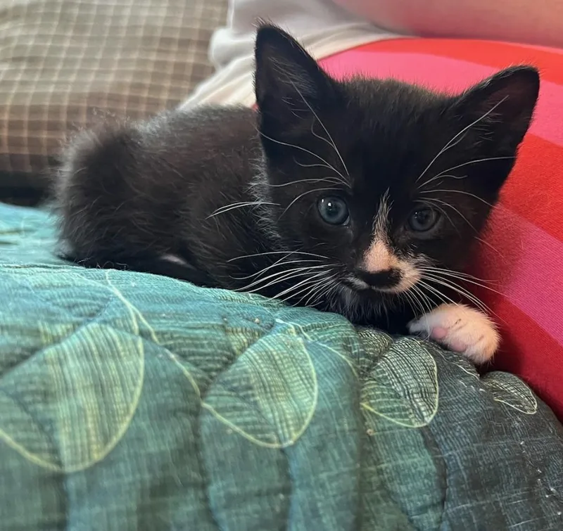 Croissant thumbnail 2