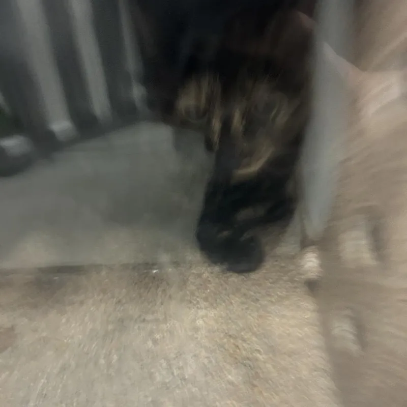 An adult medium-sized female Tortoiseshell American Shorthair cat named Opal for adoption in Greensboro, NC