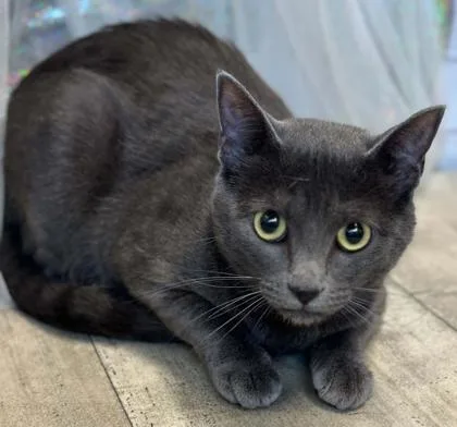An adult small-sized female Domestic Short Hair cat named Penelope for adoption in Shreveport, LA