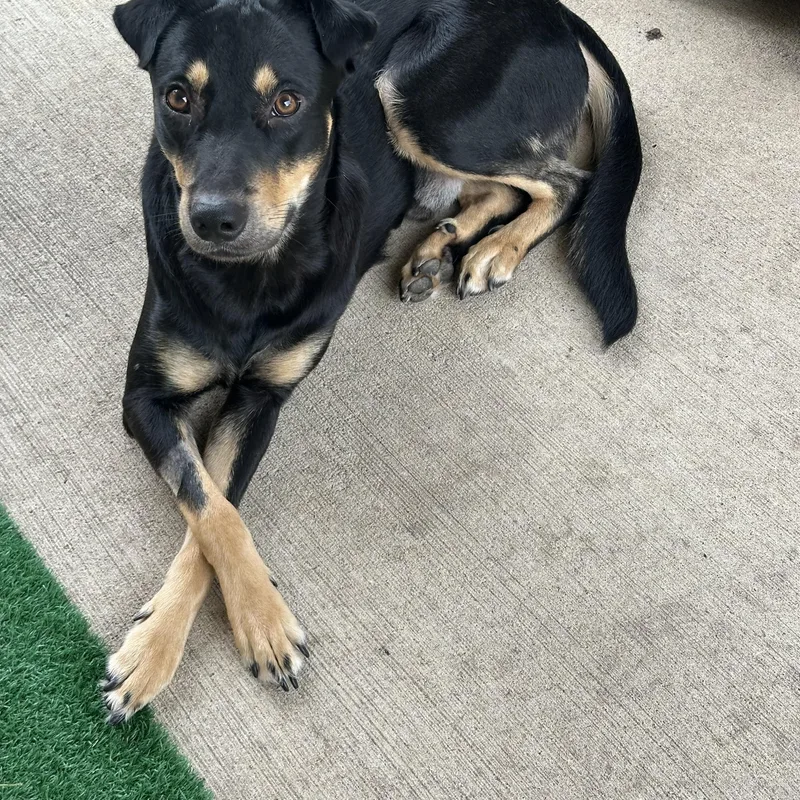 An adult medium-sized male Black Australian Kelpie dog named Casper for adoption in Houston, TX