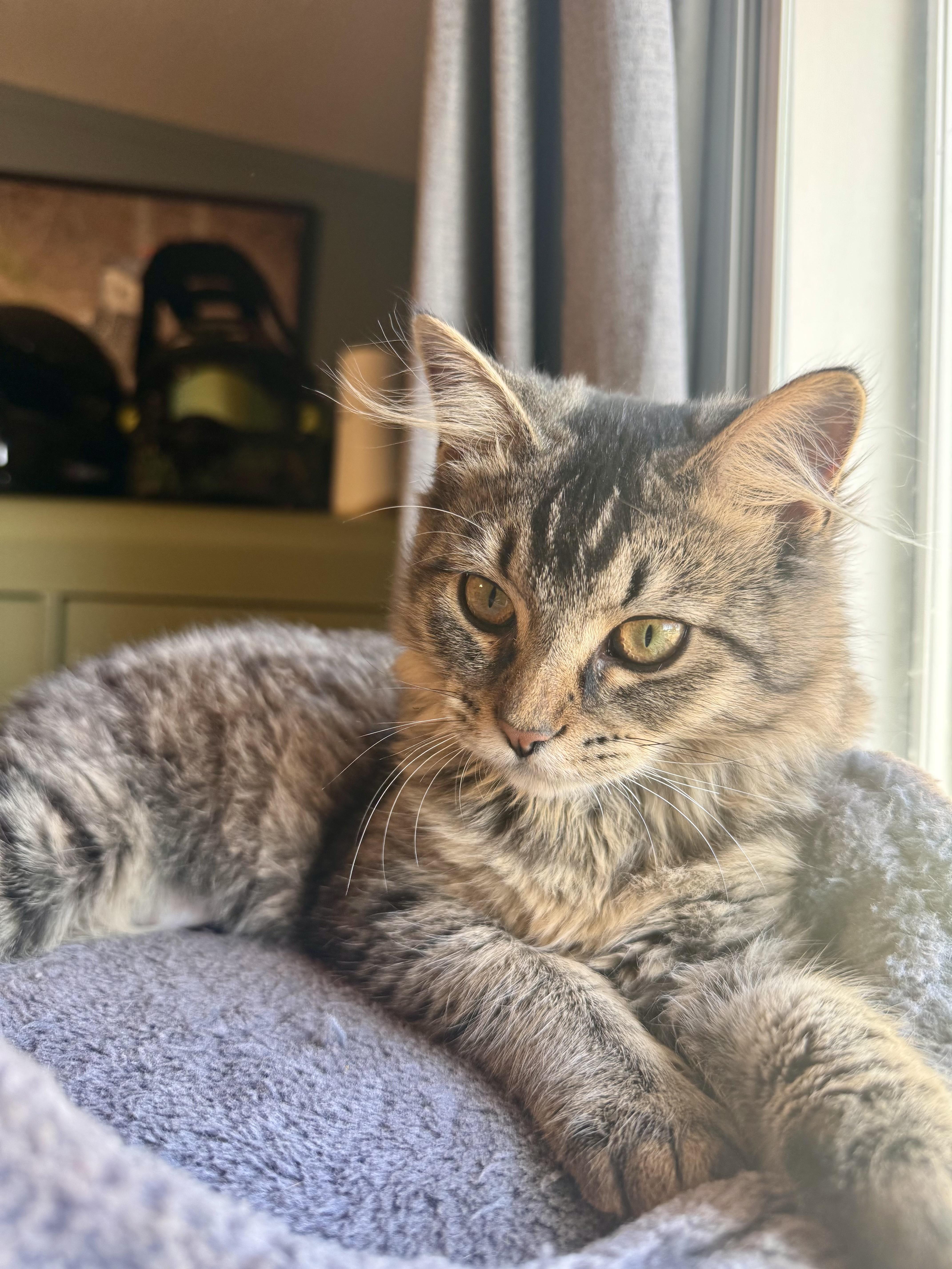 A baby small-sized female Tabby (Brown / Chocolate) Domestic Long Hair cat named Lucille for adoption in Sweetwater, TN