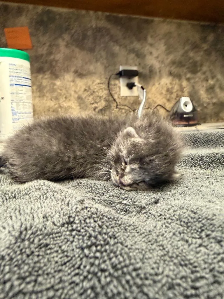 A baby small-sized male Tabby (Gray / Blue / Silver) Domestic Short Hair cat named Alaska for adoption in Columbus, NE