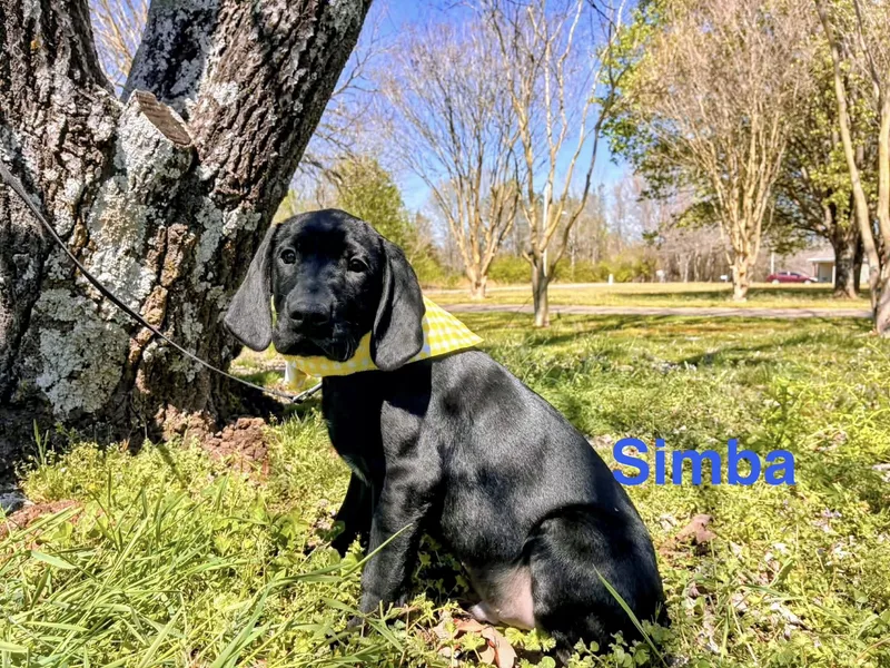 Simba